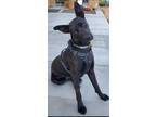 Adopt Raven a Black Labrador Retriever / Mixed dog in San Dimas, CA (41368594)