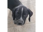 Adopt Skol a Black - with White Beagle / German Shorthaired Pointer / Mixed dog