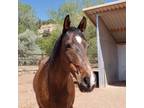 Adopt Reno a Quarterhorse