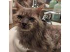 Adopt Gandalf a Domestic Medium Hair