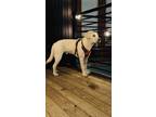 Adopt TOGO a White Labrador Retriever / Mixed dog in Somerville, NJ (40129414)