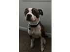 Adopt Chaze a Brindle - with White American Staffordshire Terrier / Mixed dog in