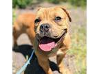 Adopt Chai a Tan/Yellow/Fawn Pit Bull Terrier / Mixed dog in Oakland