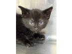 Adopt Virgo a Domestic Shorthair / Mixed (short coat) cat in Jonesboro