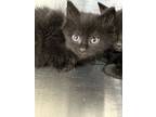 Adopt Gemini a Domestic Shorthair / Mixed (short coat) cat in Jonesboro