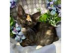 Adopt 2/29/24 - Maggie a Domestic Shorthair / Mixed (short coat) cat in