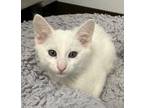 Adopt 3/5/24 - Teba a Domestic Shorthair / Mixed (short coat) cat in Stillwater