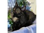 Adopt 3/5/24 - Mineru a Domestic Shorthair / Mixed (short coat) cat in