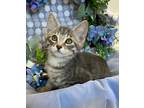 Adopt 3/5/24 - Hestu a Domestic Shorthair / Mixed (short coat) cat in