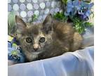 Adopt 3/5/24 - Mipha a Domestic Shorthair / Mixed (short coat) cat in