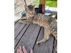 Adopt Sweet pea a Spotted Tabby/Leopard Spotted Tabby / Mixed (short coat) cat