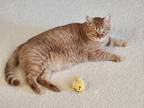 Adopt Goofball a Orange or Red Domestic Mediumhair / Mixed (medium coat) cat in
