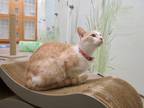 Adopt Maxine Alela a Orange or Red (Mostly) Domestic Shorthair / Mixed (short