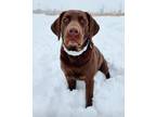 Adopt Luca a Brown/Chocolate Labrador Retriever / Mixed dog in Round Lake