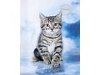 Adopt Anthony a Gray, Blue or Silver Tabby Domestic Shorthair (short coat) cat