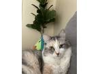 Adopt Korra a Gray or Blue Calico / Mixed (medium coat) cat in Las Vegas