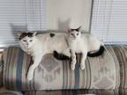 Adopt Johnny & Daisy a White (Mostly) Domestic Shorthair / Mixed (short coat)
