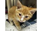 Adopt Caramel a Domestic Short Hair