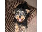 Adopt Miylo a Yorkshire Terrier