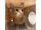 Adopt Malone a Domestic Short Hair