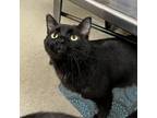 Adopt Prince Akeem a Domestic Short Hair