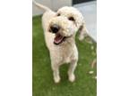 Adopt Delaney a White - with Tan, Yellow or Fawn Standard Poodle / Goldendoodle