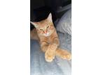 Adopt Goose a Orange or Red Tabby American Shorthair / Mixed (short coat) cat in