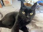 Adopt Esme a All Black American Shorthair / Mixed (short coat) cat in Port