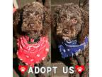 Adopt Charles & Ollie a Brown/Chocolate Poodle (Miniature) / Mixed dog in