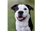 Adopt Lucy Lou a Pit Bull Terrier / Mixed dog in Canton, GA (41372994)
