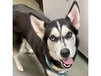 Adopt Hunter a Black Husky / Mixed dog in Austin, TX (41447420)