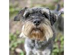 Adopt Buddy a Gray/Blue/Silver/Salt & Pepper Schnauzer (Miniature) / Mixed dog