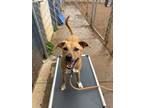 Adopt Ringo* a Tan/Yellow/Fawn Mixed Breed (Large) / Mixed dog in Anderson