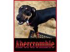 Adopt Abercrombie a Coonhound / Mixed dog in Mena, AR (40901563)