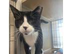 Adopt Elrod a Domestic Short Hair