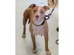 Adopt Sidney a Tan/Yellow/Fawn - with White Pit Bull Terrier / Mixed dog in Mt.