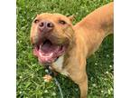 Adopt Tiffany a Tan/Yellow/Fawn - with White American Staffordshire Terrier /