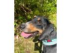 Adopt Elliot a Tricolor (Tan/Brown & Black & White) Treeing Walker Coonhound /