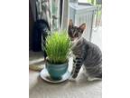 Adopt Kai a Brown Tabby Domestic Shorthair / Mixed (short coat) cat in Kailua