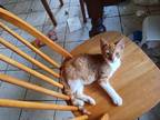 Adopt Billy a Orange or Red Domestic Shorthair / Mixed (short coat) cat in