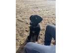 Adopt Scout a Black Labrador Retriever / German Shorthaired Pointer / Mixed dog