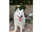 Adopt Luna a White Samoyed / Mixed dog in Toronto, ON (41457611)
