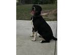 Adopt Deuce a Black American Pit Bull Terrier / Labrador Retriever / Mixed dog