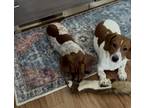 Adopt Oscar & Meyer a Brindle Dachshund / Mixed dog in New Hampton