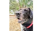 Adopt Bambino a Brindle - with White American Pit Bull Terrier / Mixed dog in