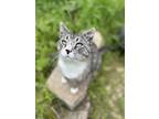 Adopt Spartacus a Gray or Blue Domestic Shorthair / Mixed (short coat) cat in