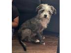 Adopt Dharla a Black - with White Poodle (Miniature) / Terrier (Unknown Type