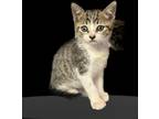 Adopt JayLo a Gray, Blue or Silver Tabby Tabby (short coat) cat in Delray Beach