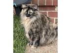 Adopt Rayne a Brown or Chocolate (Mostly) Domestic Longhair / Mixed (medium