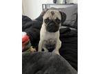 Adopt Harley a Tan/Yellow/Fawn Pug / Mixed dog in San Diego, CA (41457547)